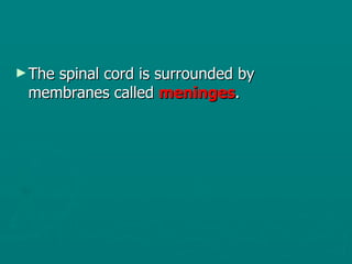 The spinal cord is surrounded by membranes called  meninges .  