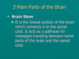 3 Main Parts of the Brain Brain Stem It is the lowest section of the brain which connects it to the spinal cord. It acts as a pathway for messages traveling between some parts of the brain and the spinal cord.  