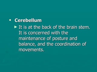 Cerebellum It is at the back of the brain stem. It is concerned with the maintenance of posture and balance, and the coordination of movements. 