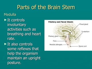 Parts of the Brain Stem Medulla   It controls involuntary activities such as breathing and heart rate. It also controls some reflexes that help the organism maintain an upright posture. 