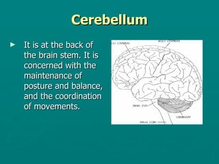 Cerebellum It is at the back of the brain stem. It is concerned with the maintenance of posture and balance, and the coordination of movements. 