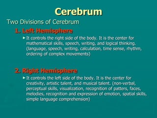 Cerebrum Two Divisions of Cerebrum 1. Left Hemisphere It controls the right side of the body. It is the center for mathematical skills, speech, writing, and logical thinking. (language, speech, writing, calculation, time sense, rhythm, ordering of complex movements) 2. Right Hemisphere It controls the left side of the body. It is the center for creativity, artistic talent, and musical talent. (non-verbal, perceptual skills, visualization, recognition of patters, faces, melodies, recognition and expression of emotion, spatial skills, simple language comprehension) 