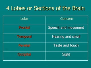 4 Lobes or Sections of the Brain Lobe Concern Frontal Speech and movement  Temporal Hearing and smell  Parietal Taste and touch  Occipital Sight  