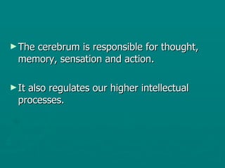 The cerebrum is responsible for thought, memory, sensation and action. It also regulates our higher intellectual processes. 