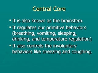 Central Core It is also known as the brainstem. It regulates our primitive behaviors (breathing, vomiting, sleeping, drinking, and temperature regulation) It also controls the involuntary behaviors like sneezing and coughing. 