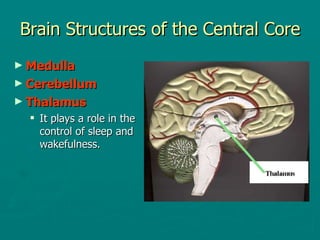 Brain Structures of the Central Core Medulla Cerebellum Thalamus It plays a role in the control of sleep and wakefulness. 