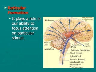 Reticular Formation It plays a role in our ability to focus attention on particular stimuli. 