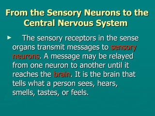 From the Sensory Neurons to the Central Nervous System  The sensory receptors in the sense  organs transmit messages to  sensory  neurons . A message may be relayed  from one neuron to another until it  reaches the  brain . It is the brain that  tells what a person sees, hears,  smells, tastes, or feels. 