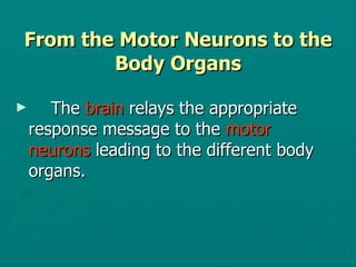 From the Motor Neurons to the Body Organs The  brain  relays the appropriate  response message to the  motor  neurons  leading to the different body  organs. 