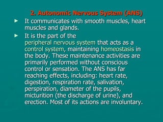 2. Autonomic Nervous System (ANS)  It communicates with smooth muscles, heart muscles and glands.  It is the part of the  peripheral nervous system  that acts as a  control system , maintaining  homeostasis  in the body. These maintenance activities are primarily performed without conscious control or sensation. The ANS has far reaching effects, including: heart rate, digestion, respiration rate, salivation, perspiration, diameter of the pupils, micturition (the discharge of urine), and erection. Most of its actions are involuntary.  