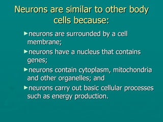 Neurons are similar to other body cells because: ,[object Object],[object Object],[object Object],[object Object]