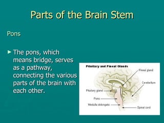 Parts of the Brain Stem ,[object Object],[object Object]