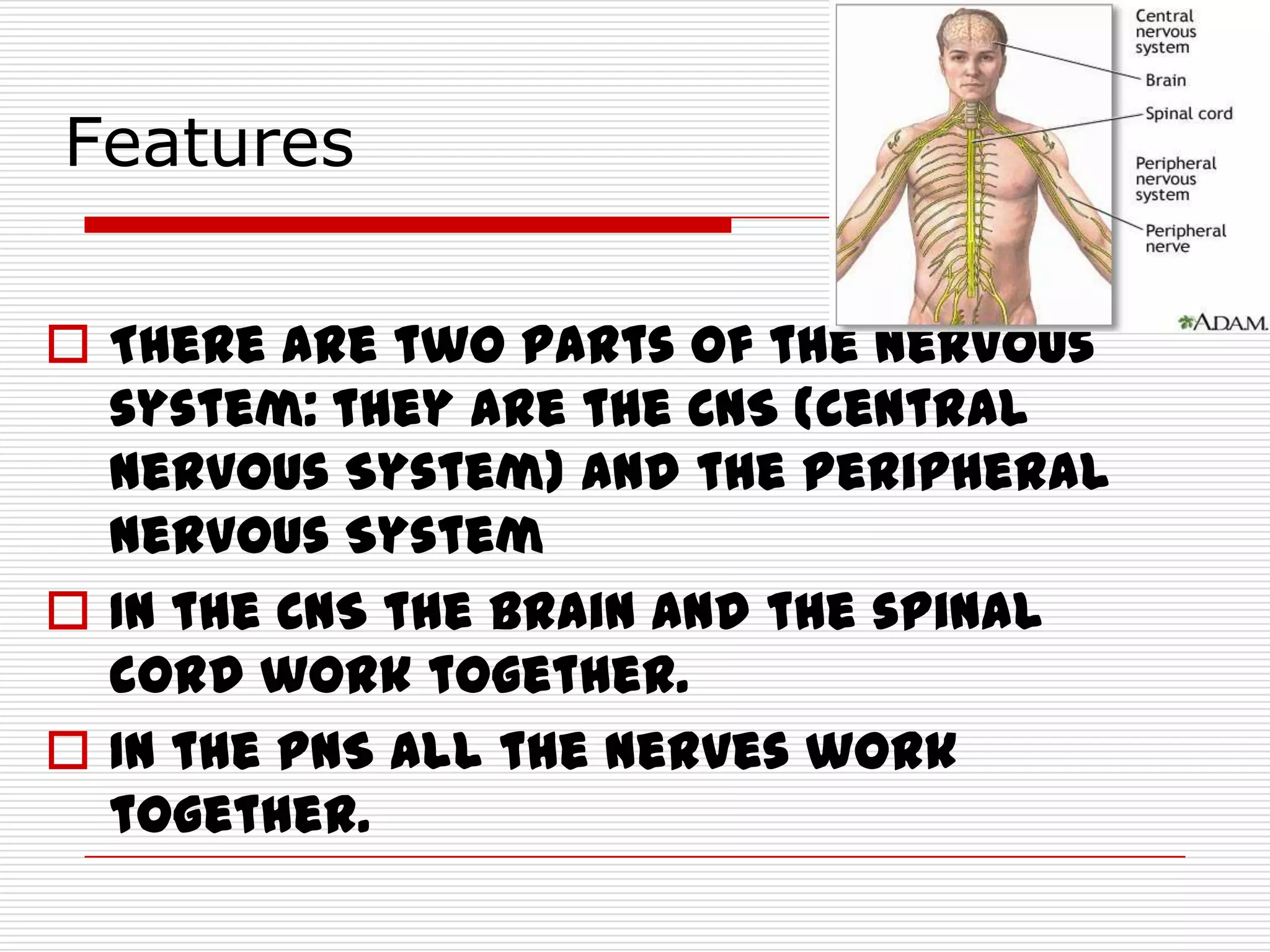 Nervous system | PPT