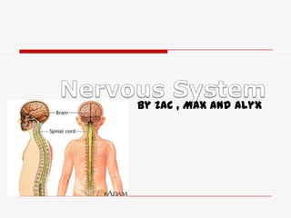 Nervous System By Zac , Max and Alyx  