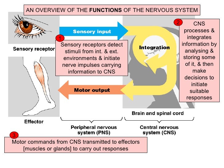 Nervous system