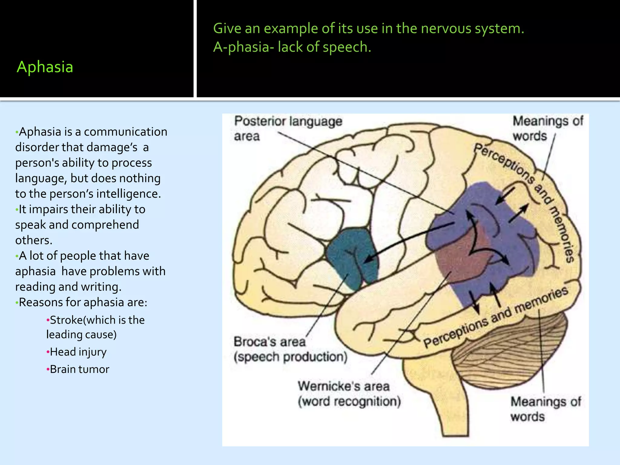 Give an example of its use in the nervous system.
                                A-phasia- lack of speech.
Aphasia


•Aphasia is a communication
disorder that damage’s a
person's ability to process
language, but does nothing
to the person’s intelligence.
•It impairs their ability to
speak and comprehend
others.
•A lot of people that have
aphasia have problems with
reading and writing.
•Reasons for aphasia are:
     •Stroke(which is the
     leading cause)
     •Head injury
     •Brain tumor
 