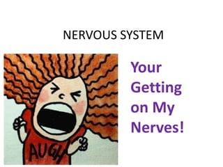 NERVOUS SYSTEM

         Your
         Getting
         on My
         Nerves!
 