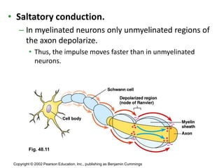 Nervous system | PPTX