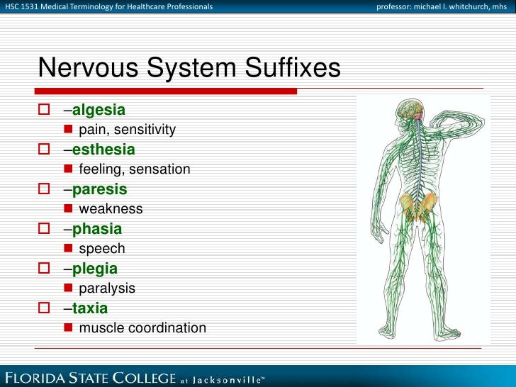 Nervous System