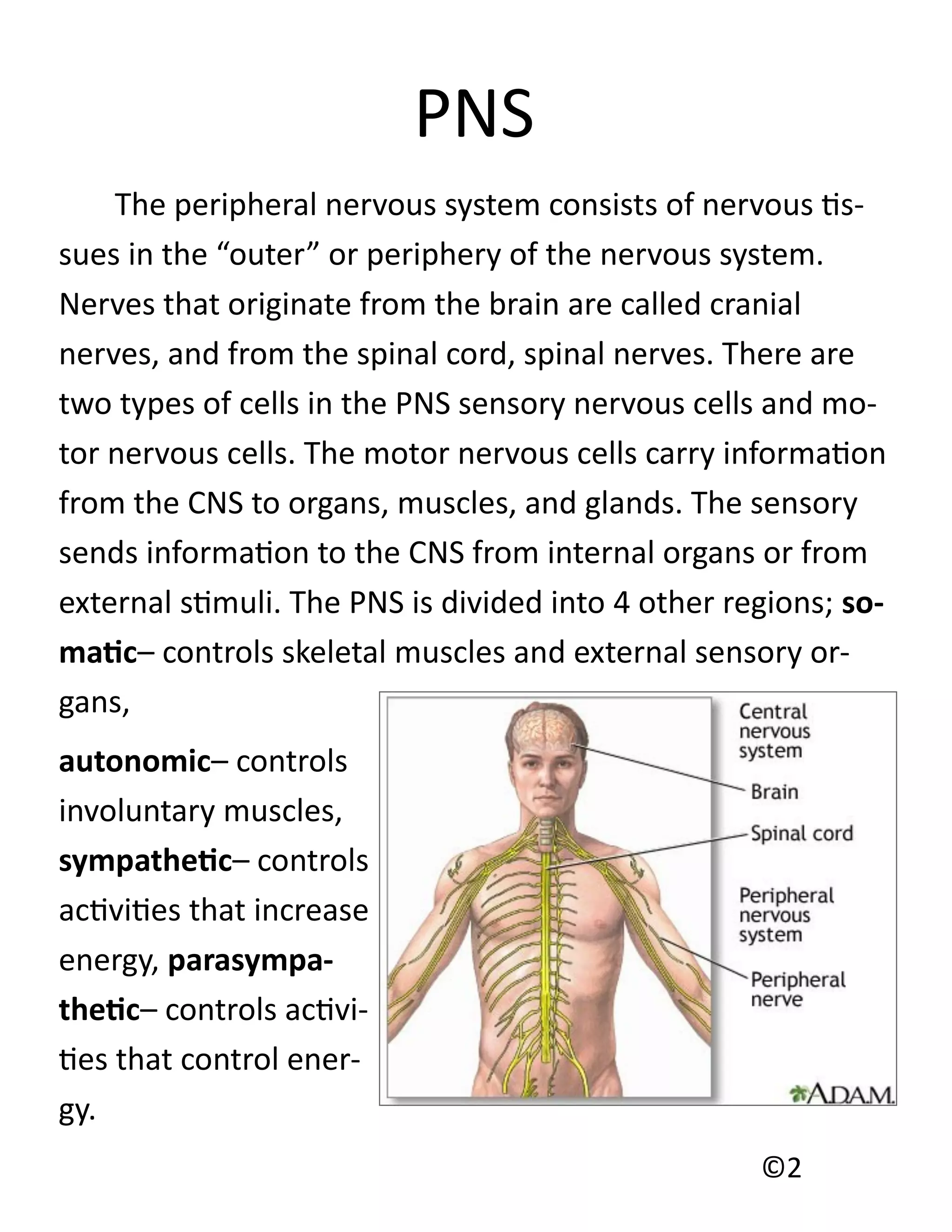 PNS
    The peripheral nervous system consists of nervous tis-
sues in the “outer” or periphery of the nervous system.
Nerves that originate from the brain are called cranial
nerves, and from the spinal cord, spinal nerves. There are
two types of cells in the PNS sensory nervous cells and mo-
tor nervous cells. The motor nervous cells carry information
from the CNS to organs, muscles, and glands. The sensory
sends information to the CNS from internal organs or from
external stimuli. The PNS is divided into 4 other regions; so-
matic– controls skeletal muscles and external sensory or-
gans,
autonomic– controls
involuntary muscles,
sympathetic– controls
activities that increase
energy, parasympa-
thetic– controls activi-
ties that control ener-
gy.
                                                    ©2
 