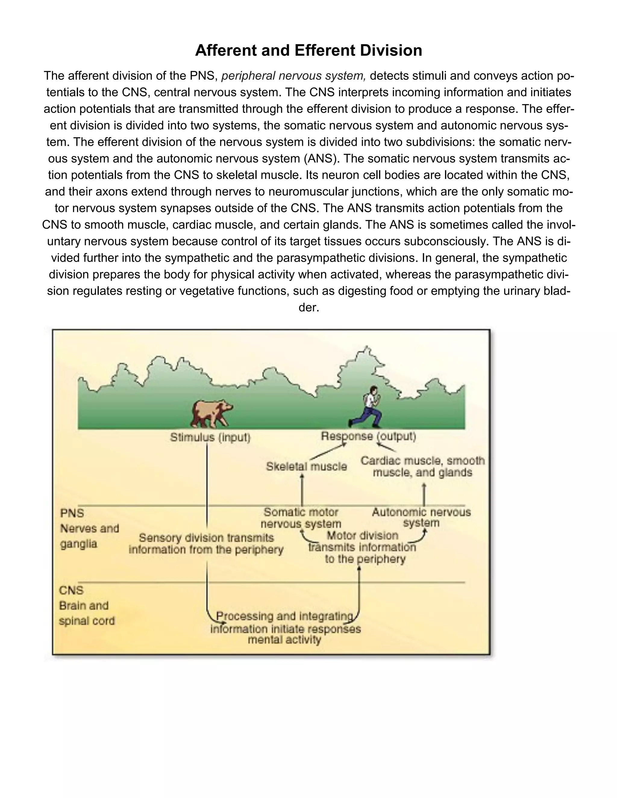 Afferent and Efferent Division
The afferent division of the PNS, peripheral nervous system, detects stimuli and conveys action po-
tentials to the CNS, central nervous system. The CNS interprets incoming information and initiates
action potentials that are transmitted through the efferent division to produce a response. The effer-
  ent division is divided into two systems, the somatic nervous system and autonomic nervous sys-
tem. The efferent division of the nervous system is divided into two subdivisions: the somatic nerv-
 ous system and the autonomic nervous system (ANS). The somatic nervous system transmits ac-
 tion potentials from the CNS to skeletal muscle. Its neuron cell bodies are located within the CNS,
and their axons extend through nerves to neuromuscular junctions, which are the only somatic mo-
   tor nervous system synapses outside of the CNS. The ANS transmits action potentials from the
CNS to smooth muscle, cardiac muscle, and certain glands. The ANS is sometimes called the invol-
 untary nervous system because control of its target tissues occurs subconsciously. The ANS is di-
  vided further into the sympathetic and the parasympathetic divisions. In general, the sympathetic
 division prepares the body for physical activity when activated, whereas the parasympathetic divi-
 sion regulates resting or vegetative functions, such as digesting food or emptying the urinary blad-
                                                  der.
 