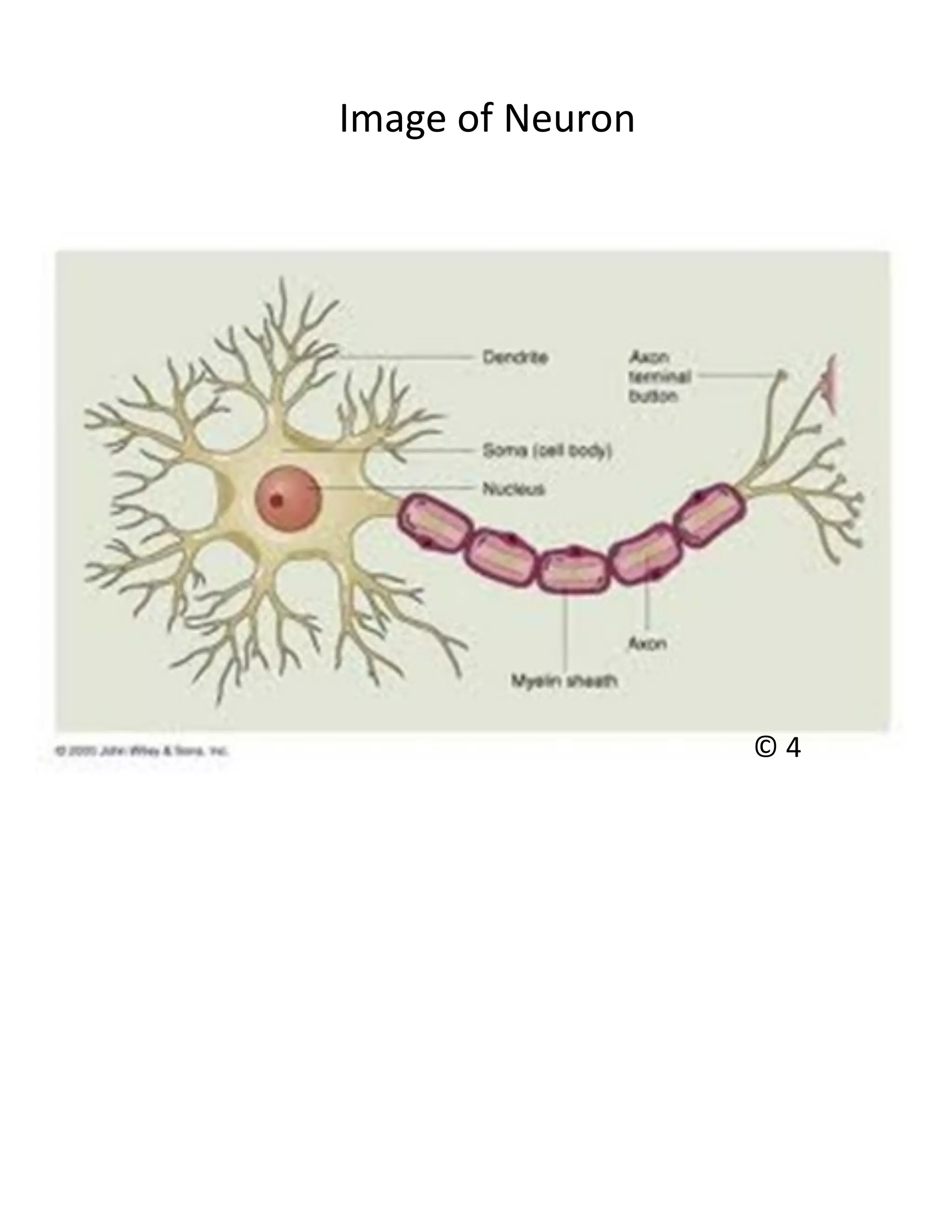 Image of Neuron




                  ©4
 