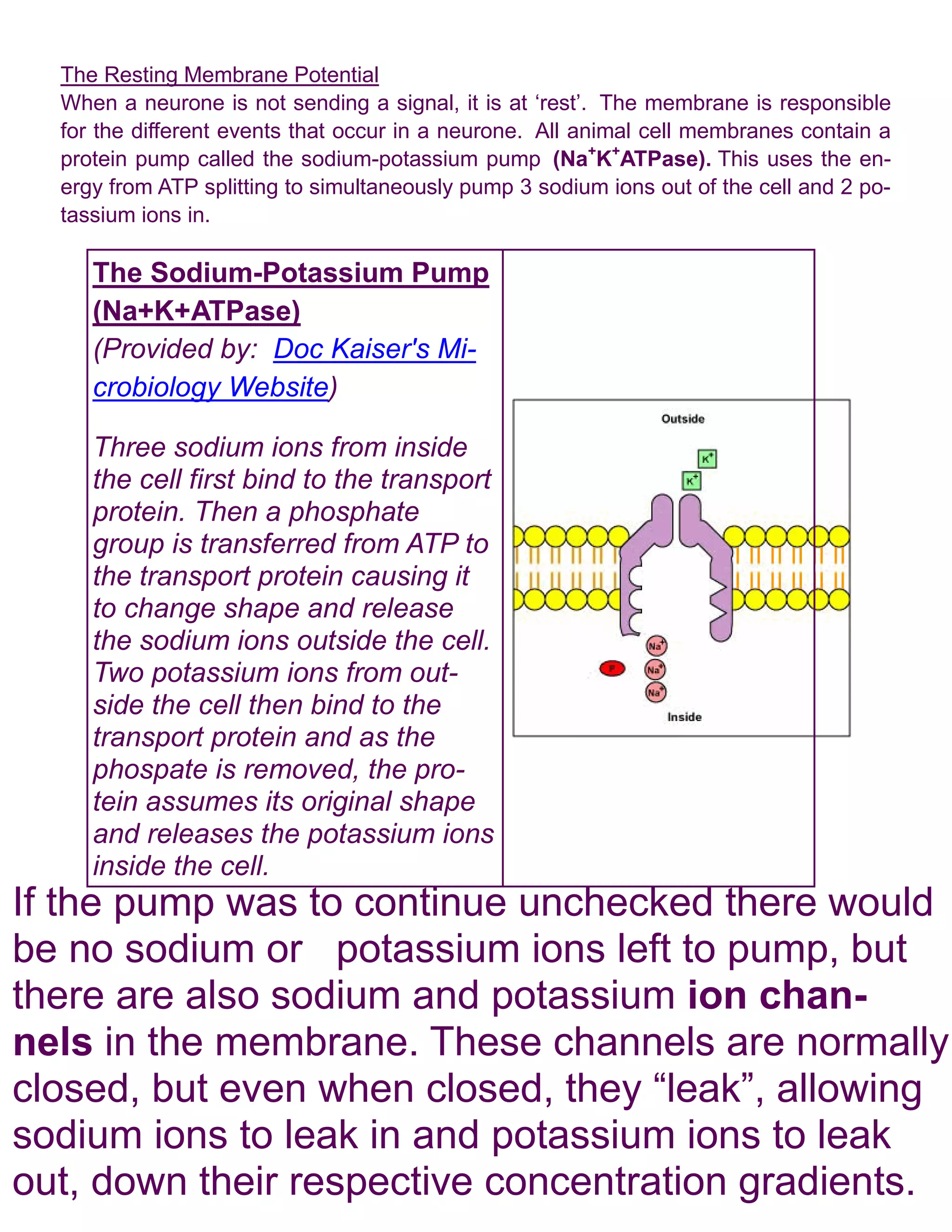 The Resting Membrane Potential
  When a neurone is not sending a signal, it is at ‘rest’. The membrane is responsible
  for the different events that occur in a neurone. All animal cell membranes contain a
  protein pump called the sodium-potassium pump (Na+K+ATPase). This uses the en-
  ergy from ATP splitting to simultaneously pump 3 sodium ions out of the cell and 2 po-
  tassium ions in.

     The Sodium-Potassium Pump
     (Na+K+ATPase)
     (Provided by: Doc Kaiser's Mi-
     crobiology Website)

     Three sodium ions from inside
     the cell first bind to the transport
     protein. Then a phosphate
     group is transferred from ATP to
     the transport protein causing it
     to change shape and release
     the sodium ions outside the cell.
     Two potassium ions from out-
     side the cell then bind to the
     transport protein and as the
     phospate is removed, the pro-
     tein assumes its original shape
     and releases the potassium ions
     inside the cell.
If the pump was to continue unchecked there would
be no sodium or potassium ions left to pump, but
there are also sodium and potassium ion chan-
nels in the membrane. These channels are normally
closed, but even when closed, they “leak”, allowing
sodium ions to leak in and potassium ions to leak
out, down their respective concentration gradients.
 
