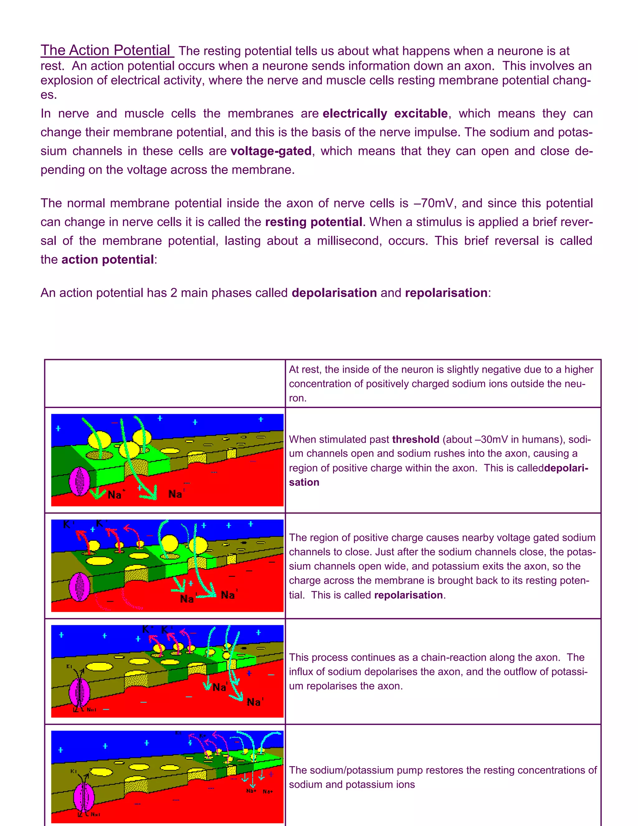 The Action Potential The resting potential tells us about what happens when a neurone is at
rest. An action potential occurs when a neurone sends information down an axon. This involves an
explosion of electrical activity, where the nerve and muscle cells resting membrane potential chang-
es.
In nerve and muscle cells the membranes are electrically excitable, which means they can
change their membrane potential, and this is the basis of the nerve impulse. The sodium and potas-
sium channels in these cells are voltage-gated, which means that they can open and close de-
pending on the voltage across the membrane.

The normal membrane potential inside the axon of nerve cells is –70mV, and since this potential
can change in nerve cells it is called the resting potential. When a stimulus is applied a brief rever-
sal of the membrane potential, lasting about a millisecond, occurs. This brief reversal is called
the action potential:

An action potential has 2 main phases called depolarisation and repolarisation:




                                              At rest, the inside of the neuron is slightly negative due to a higher
                                              concentration of positively charged sodium ions outside the neu-
                                              ron.


                                              When stimulated past threshold (about –30mV in humans), sodi-
                                              um channels open and sodium rushes into the axon, causing a
                                              region of positive charge within the axon. This is calleddepolari-
                                              sation




                                              The region of positive charge causes nearby voltage gated sodium
                                              channels to close. Just after the sodium channels close, the potas-
                                              sium channels open wide, and potassium exits the axon, so the
                                              charge across the membrane is brought back to its resting poten-
                                              tial. This is called repolarisation.




                                              This process continues as a chain-reaction along the axon. The
                                              influx of sodium depolarises the axon, and the outflow of potassi-
                                              um repolarises the axon.




                                              The sodium/potassium pump restores the resting concentrations of
                                              sodium and potassium ions
 