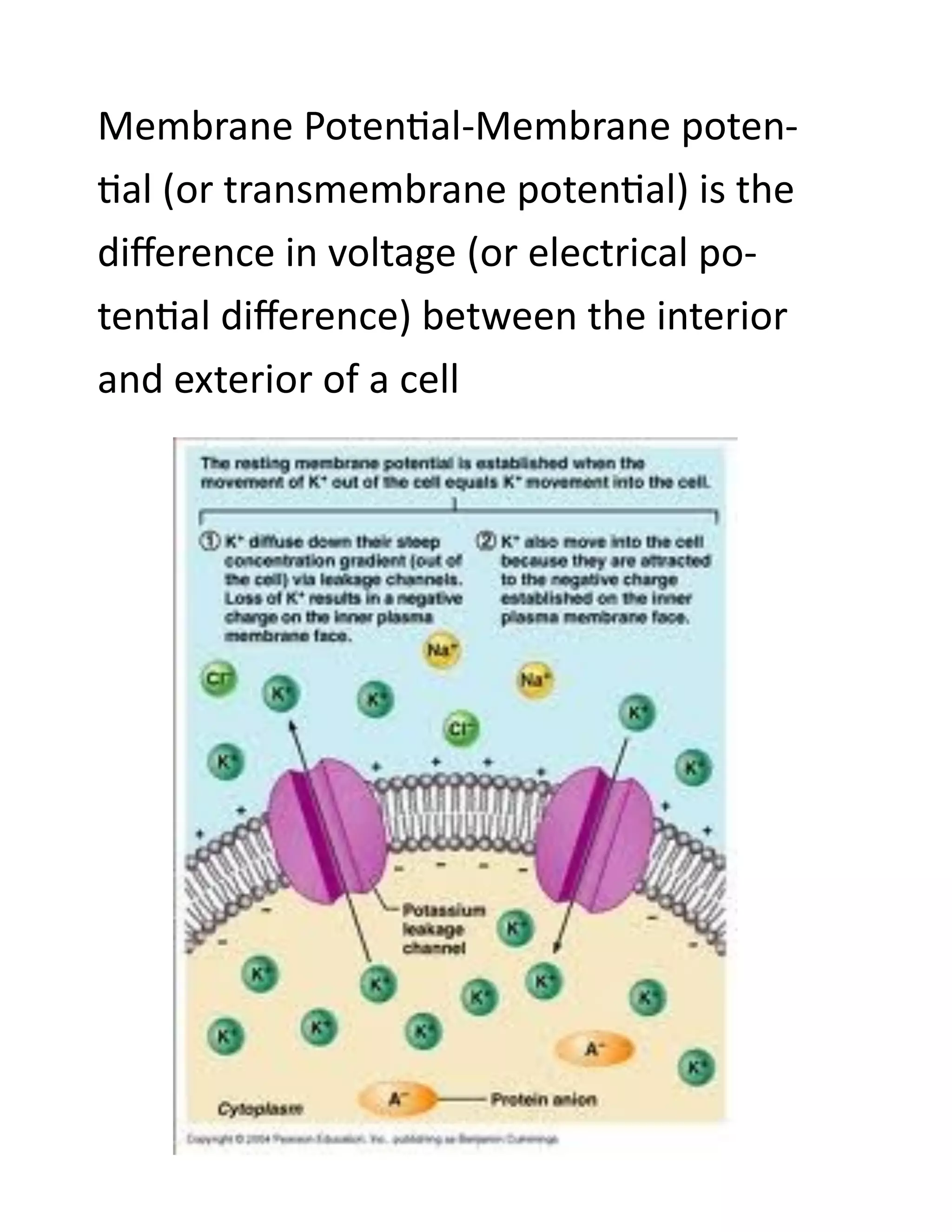 Membrane Potential-Membrane poten-
tial (or transmembrane potential) is the
difference in voltage (or electrical po-
tential difference) between the interior
and exterior of a cell
 
