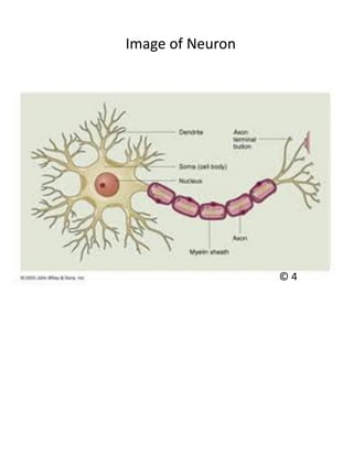 Neuron Pdf Nervous system Magazine 1 | PDF