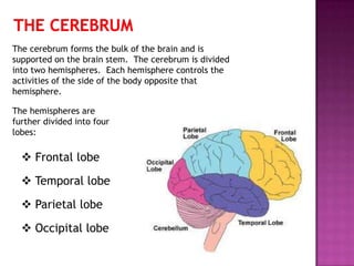 The cerebrum forms the bulk of the brain and is
supported on the brain stem. The cerebrum is divided
into two hemispheres. Each hemisphere controls the
activities of the side of the body opposite that
hemisphere.

The hemispheres are
further divided into four
lobes:

   Frontal lobe

   Temporal lobe

   Parietal lobe

   Occipital lobe
 