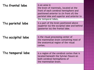 The frontal lobe     is an area in
                     the brain of mammals, located at the
                     front of each cerebral hemisphere and
                     positioned anterior to (in front of) the
                     parietal lobe and superior and anterior to
                     the temporal lobes.
The parietal lobe    is a part of the brain positioned above
                     (superior to) the occipital lobe and behind
                     (posterior to) the frontal lobe.


The occipital lobe   is the visual processing center of
                     the mammalian brain containing most of
                     the anatomical region of the visual
                     cortex.


The temporal lobe    is a region of the cerebral cortex that is
                     located beneath the Sylvian fissure on
                     both cerebral hemispheres of
                     the mammalian brain.
 