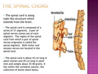 ∞ The spinal cord is along
tube like structure which
extends from the brain.

∞ The spinal cord is composed of a
series of 31 segments. A pair of
spinal nerves comes out of each
segment. The region of the spinal
cord from which a pair of spinal
nerves originates is called the
spinal segment. Both motor and
sensory nerves are located in the
spinal cord.

∞ The spinal cord is about 43 cm long in
adult women and 45 cm long in adult
men and weighs about 35-40 grams. It
lies within the vertebral column, the
collection of bones (back bone).
 