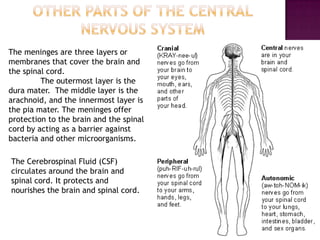 The meninges are three layers or
membranes that cover the brain and
the spinal cord.
         The outermost layer is the
dura mater. The middle layer is the
arachnoid, and the innermost layer is
the pia mater. The meninges offer
protection to the brain and the spinal
cord by acting as a barrier against
bacteria and other microorganisms.

The Cerebrospinal Fluid (CSF)
circulates around the brain and
spinal cord. It protects and
nourishes the brain and spinal cord.
 