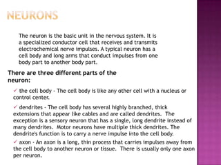 The neuron is the basic unit in the nervous system. It is
   a specialized conductor cell that receives and transmits
   electrochemical nerve impulses. A typical neuron has a
   cell body and long arms that conduct impulses from one
   body part to another body part.
There are three different parts of the
neuron:
  the cell body - The cell body is like any other cell with a nucleus or
 control center.
  dendrites - The cell body has several highly branched, thick
 extensions that appear like cables and are called dendrites. The
 exception is a sensory neuron that has a single, long dendrite instead of
 many dendrites. Motor neurons have multiple thick dendrites. The
 dendrite's function is to carry a nerve impulse into the cell body.
  axon - An axon is a long, thin process that carries impulses away from
 the cell body to another neuron or tissue. There is usually only one axon
 per neuron.
 