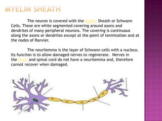 The neuron is covered with the Myelin Sheath or Schwann
Cells. These are white segmented covering around axons and
dendrites of many peripheral neurons. The covering is continuous
along the axons or dendrites except at the point of termination and at
the nodes of Ranvier.

          The neurilemma is the layer of Schwann cells with a nucleus.
Its function is to allow damaged nerves to regenerate. Nerves in
the brain and spinal cord do not have a neurilemma and, therefore
cannot recover when damaged.
 