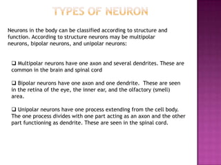 Neurons in the body can be classified according to structure and
function. According to structure neurons may be multipolar
neurons, bipolar neurons, and unipolar neurons:


  Multipolar neurons have one axon and several dendrites. These are
 common in the brain and spinal cord

  Bipolar neurons have one axon and one dendrite. These are seen
 in the retina of the eye, the inner ear, and the olfactory (smell)
 area.

  Unipolar neurons have one process extending from the cell body.
 The one process divides with one part acting as an axon and the other
 part functioning as dendrite. These are seen in the spinal cord.
 