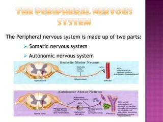 The Peripheral nervous system is made up of two parts:
        Somatic nervous system
        Autonomic nervous system
 