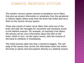 The somatic nervous system consists of peripheral nerve fibers
that pick up sensory information or sensations from the peripheral
or distant organs (those away from the brain like limbs) and carry
them to the central nervous system.

These also consist of motor nerve fibers that come out of the
brain and take the messages for movement and necessary action
to the skeletal muscles. For example, on touching a hot object
the sensory nerves carry information about the heat to the
brain, which in turn, via the motor nerves, tells the muscles of
the hand to withdraw it immediately.

The whole process takes less than a second to happen. The cell
body of the neuron that carries the information often lies within
the brain or spinal cord and projects directly to a skeletal muscle.
 