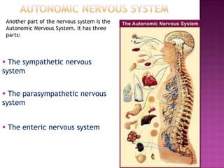 Another part of the nervous system is the
 Autonomic Nervous System. It has three
 parts:



 The sympathetic nervous
system


 The parasympathetic nervous
system


 The enteric nervous system
 