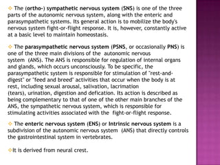  The (ortho-) sympathetic nervous system (SNS) is one of the three
parts of the autonomic nervous system, along with the enteric and
parasympathetic systems. Its general action is to mobilize the body's
nervous system fight-or-flight response. It is, however, constantly active
at a basic level to maintain homeostasis.

 The parasympathetic nervous system (PSNS, or occasionally PNS) is
one of the three main divisions of the autonomic nervous
system (ANS). The ANS is responsible for regulation of internal organs
and glands, which occurs unconsciously. To be specific, the
parasympathetic system is responsible for stimulation of "rest-and-
digest" or "feed and breed" activities that occur when the body is at
rest, including sexual arousal, salivation, lacrimation
(tears), urination, digestion and defication. Its action is described as
being complementary to that of one of the other main branches of the
ANS, the sympathetic nervous system, which is responsible for
stimulating activities associated with the fight-or-flight response.

 The enteric nervous system (ENS) or Intrinsic nervous system is a
subdivision of the autonomic nervous system (ANS) that directly controls
the gastrointestinal system in vertebrates.

It is derived from neural crest.
 