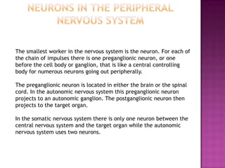 The smallest worker in the nervous system is the neuron. For each of
the chain of impulses there is one preganglionic neuron, or one
before the cell body or ganglion, that is like a central controlling
body for numerous neurons going out peripherally.

The preganglionic neuron is located in either the brain or the spinal
cord. In the autonomic nervous system this preganglionic neuron
projects to an autonomic ganglion. The postganglionic neuron then
projects to the target organ.

In the somatic nervous system there is only one neuron between the
central nervous system and the target organ while the autonomic
nervous system uses two neurons.
 