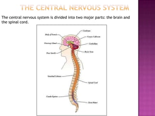 The central nervous system is divided into two major parts: the brain and
the spinal cord.
 