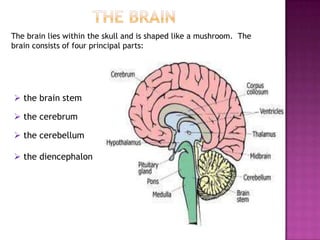The brain lies within the skull and is shaped like a mushroom. The
brain consists of four principal parts:




 the brain stem

 the cerebrum

 the cerebellum

 the diencephalon
 