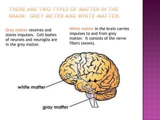 Grey matter receives and       White matter in the brain carries
stores impulses. Cell bodies   impulses to and from grey
of neurons and neuroglia are   matter. It consists of the nerve
in the grey matter.            fibers (axons).
 