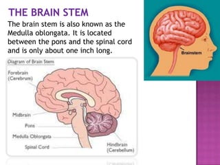 The brain stem is also known as the
Medulla oblongata. It is located
between the pons and the spinal cord
and is only about one inch long.
 