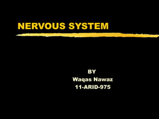 NERVOUS SYSTEM




            BY
        Waqas Nawaz
        11-ARID-975
 
