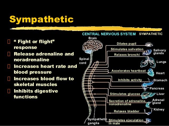 Nervous system