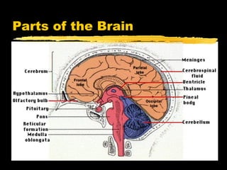 Parts of the Brain
 