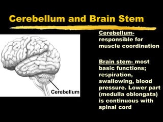 Cerebellum and Brain Stem
                Cerebellum-
                responsible for
                muscle coordination

                Brain stem- most
                basic functions;
                respiration,
                swallowing, blood
                pressure. Lower part
                (medulla oblongata)
                is continuous with
                spinal cord
 